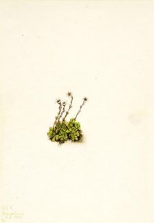 Tufted Saxifrage (Saxifraga caespitosa), 1921. Creator: Mary Vaux Walcott