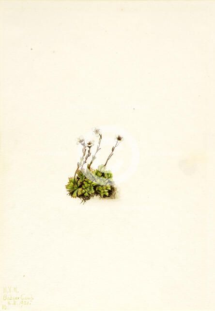 Tufted Saxifrage (Saxifraga caespitosa), 1921. Creator: Mary Vaux Walcott.