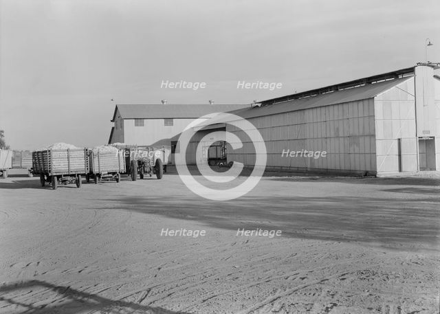 Tulare cooperative cotton gin, Tulare County, California, 1938. Creator: Dorothea Lange.