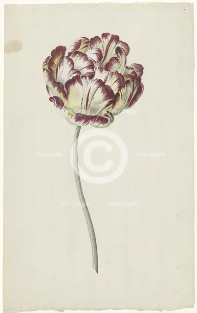 Tulip, 1783-1850. Creator: Louis Moritz.