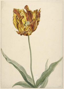 Tulip, 1700-1800. Creator: Anon
