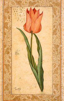 Tulip, 1708-1709/1120 A.H.. Creator: Unknown
