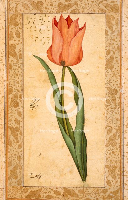 Tulip, 1708-1709/1120 A.H.. Creator: Unknown.