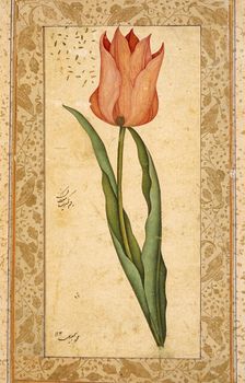 Tulip, 1708-1709/1120 A.H.. Creator: Unknown