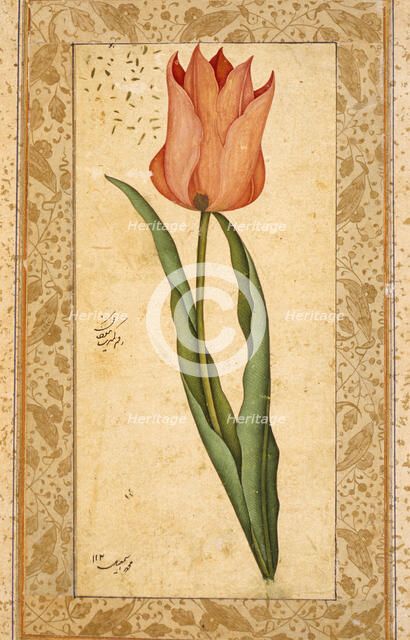 Tulip, 1708-1709/1120 A.H.. Creator: Unknown.