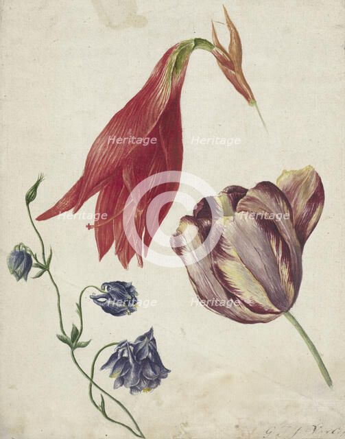 Tulip, columbine and amaryllis, 1792-1861. Creator: Georgius Jacobus Johannes van Os.
