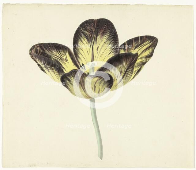 Tulip called Bizard Egiptienne, 1741-1795. Creator: Cornelis van Noorde.