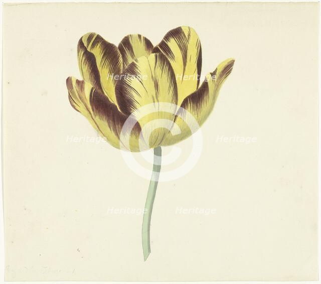 Tulip called Bizard Le Febure No. 1, 1741-1795. Creator: Cornelis van Noorde.