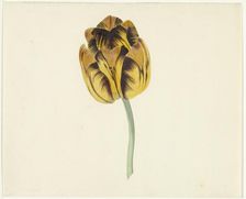 Tulip called Bizard Leodie, 1741-1795. Creator: Cornelis van Noorde