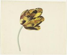Tulip called Bizard Phoenix, 1741-1795. Creator: Cornelis van Noorde