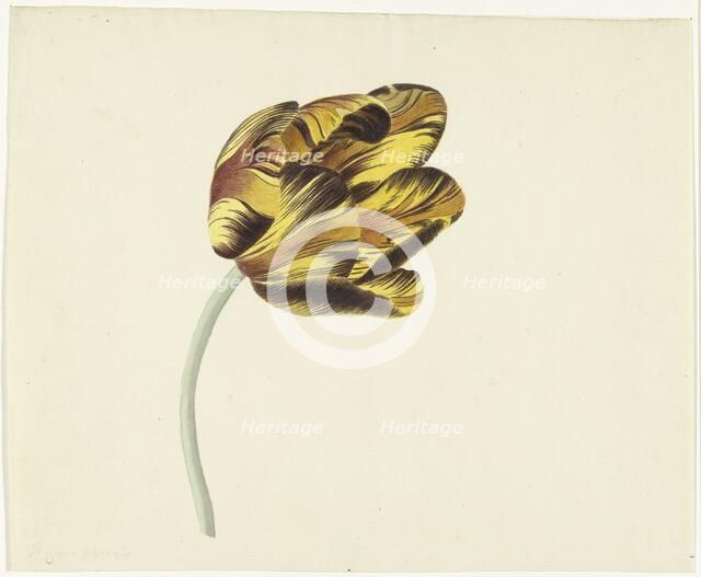 Tulip called Bizard Phoenix, 1741-1795. Creator: Cornelis van Noorde.