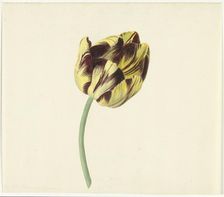 Tulip called Bizard Pontifex Romanus, 1741-1795. Creator: Cornelis van Noorde