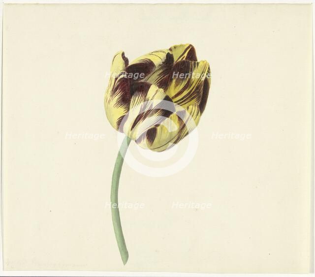 Tulip called Bizard Pontifex Romanus, 1741-1795. Creator: Cornelis van Noorde.