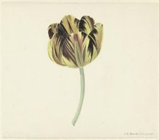 Tulip called Bizard Rosette, 1741-1795. Creator: Cornelis van Noorde