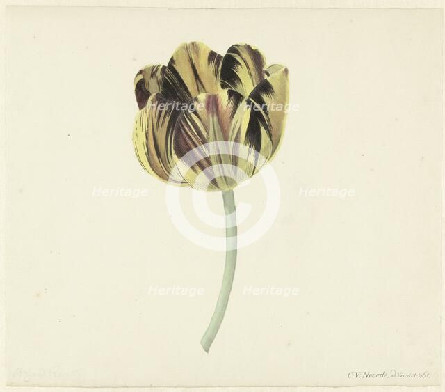 Tulip called Bizard Rosette, 1741-1795. Creator: Cornelis van Noorde.