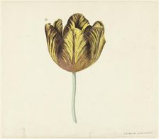 Tulip called Bizard Sub. a, 1765. Creator: Cornelis van Noorde
