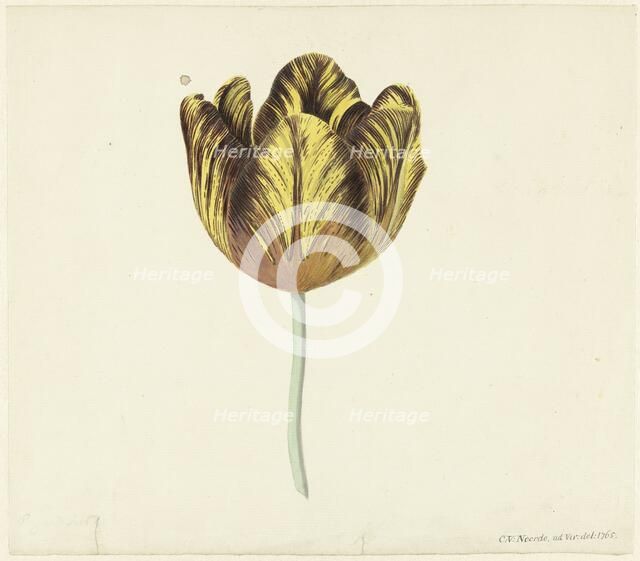 Tulip called Bizard Sub. a, 1765. Creator: Cornelis van Noorde.