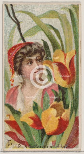Tulip: A Declaration of Love, from the series Floral Beauties and Language of Flowers (N75..., 1892. Creator: Donaldson Brothers.