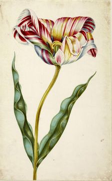 Tulip, c. 1660. Creator: Braun, Johann Bartholomäus (1626-1684)