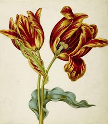 Tulip, c. 1660. Creator: Braun, Johann Bartholomäus (1626-1684)