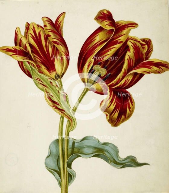 Tulip, c. 1660. Creator: Braun, Johann Bartholomäus (1626-1684).