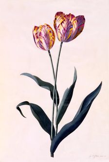 Tulip, c. 1744 (hand coloured engraving). Creator: "Georg Dionysius Ehret (1710 - 70); Ehret, Georg Dionysius (1710-1770)"