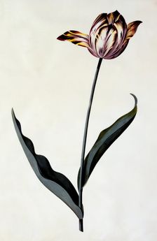 Tulip, c. 1745 (hand coloured engraving). Creator: "Georg Dionysius Ehret (1710 - 70); Ehret, Georg Dionysius (1710-1770)"