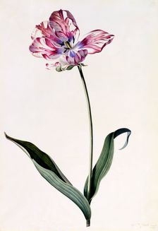 Tulip, c. 1745 (hand coloured engraving). Creator: "Georg Dionysius Ehret (1710 - 70); Ehret, Georg Dionysius (1710-1770)"