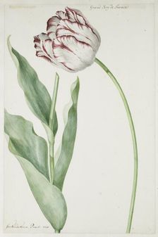 Tulip Grand Roy de France, 1728. Creator: Jan Laurensz. van der Vinne