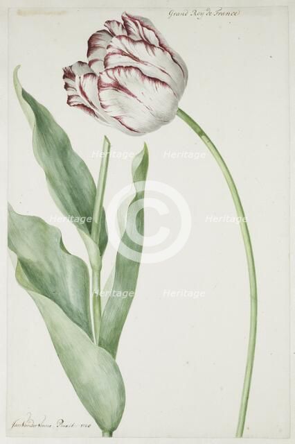 Tulip Grand Roy de France, 1728. Creator: Jan Laurensz. van der Vinne.