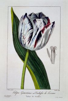 Tulip: Duchess of Tuscany, pub. 1836. Creator: Panacre Bessa (1772-1846)