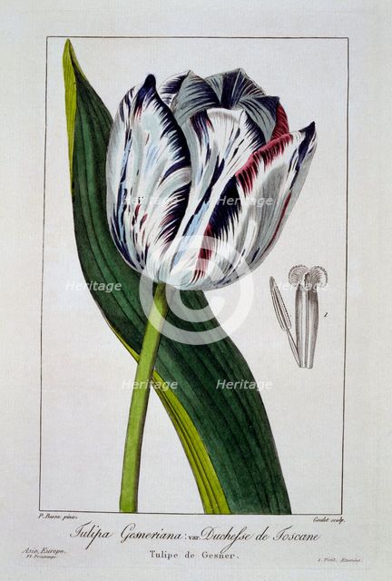 Tulip: Duchess of Tuscany,  pub. 1836. Creator: Panacre Bessa (1772-1846).