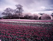 Tulip field near Spalding, Lincolnshire, c1955. Creator: Arthur Charles Kirby Ware