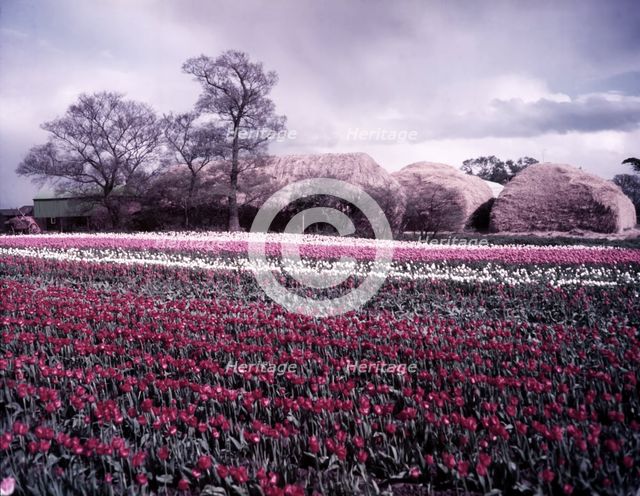 Tulip field near Spalding, Lincolnshire, c1955.  Creator: Arthur Charles Kirby Ware.