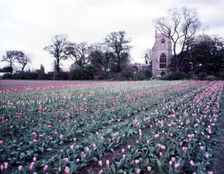 Tulip field near Spalding, Lincolnshire, c1955. Creator: Arthur Charles Kirby Ware