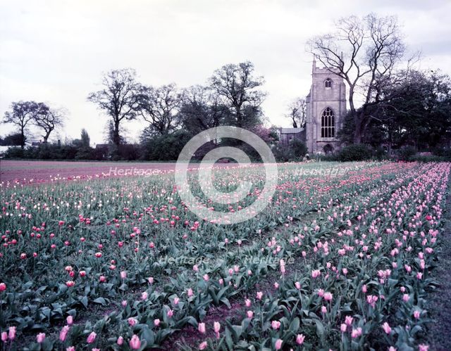 Tulip field near Spalding, Lincolnshire, c1955.  Creator: Arthur Charles Kirby Ware.