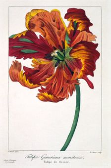 Tulip Firebird pub. 1836. Creator: Panacre Bessa (1772-1846)