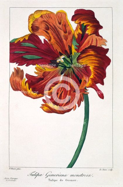 Tulip 'Firebird', pub. 1836. Creator: Panacre Bessa (1772-1846).