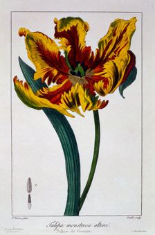 Tulip Flaming Parrot pub. 1836. Creator: Panacre Bessa (1772-1846)