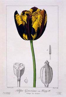 Tulip: King Henry IV., pub. 1836. Creator: Panacre Bessa (1772-1846)