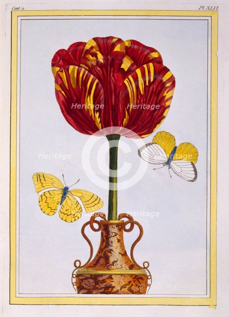 Tulip 'Le Drap d'Or,  pub. 1776. Creator: Pierre Joseph Buchoz (1731-1807).