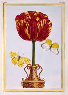 Tulip Le Drap d'Or, pub. 1776. Creator: Pierre Joseph Buchoz (1731-1807)