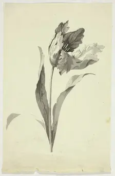 Tulip, n.d. Creator: Pierre Antoine Mongin
