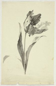 Tulip, n.d. Creator: Pierre Antoine Mongin