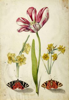Tulip, Narcissus and Butterflies, c. 1660. Creator: Braun, Johann Bartholomäus (1626-1684)