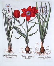 Tulip, Spring Snowflake and Narcissus, from Hortus Eystettensis by Basil Besler (1561-1629), pub