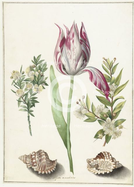 Tulip, two branches of myrtle and two shells, um 1700.