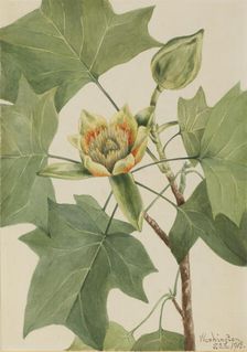 Tuliptree (Liriodendron tulipifera), 1918. Creator: Mary Vaux Walcott