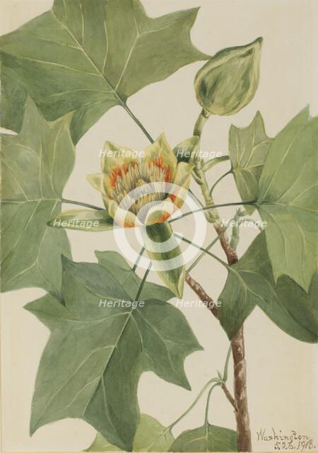 Tuliptree (Liriodendron tulipifera), 1918. Creator: Mary Vaux Walcott.