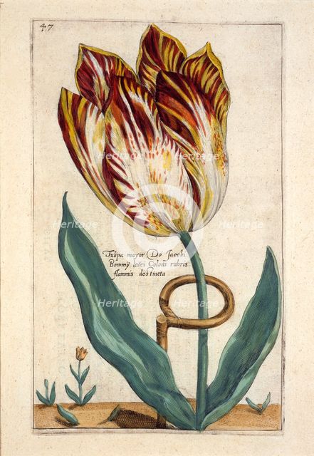 Tulipa Mayor Do Jacobi Bommy, 1614.